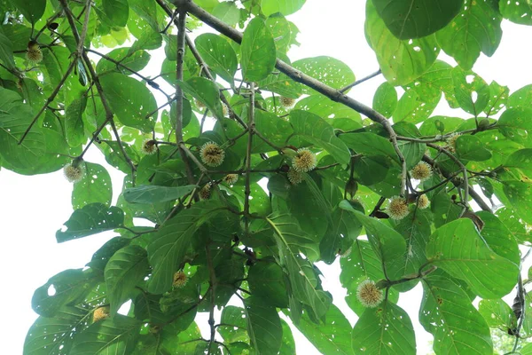 ジャボンの木やNeolamarckia Cadambaの果実 コロナウイルスのような形で黄色です 南アジアやインドネシアで成長する 自然と新鮮な背景のために — ストック写真