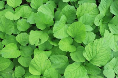 Endonezya 'da sağlık ve diyet programları için ıspanak (amaranthus) yeşil yapraklı sebze. Duvar kağıdı desen arkaplanı 