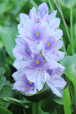 Duvar kâğıdı ve arka plan için göletteki tam çiçekli sümbül çiçeği