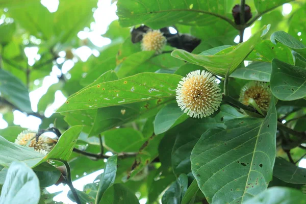 ジャボンの木やNeolamarckia Cadambaの果実 コロナウイルスのような形で黄色です 南アジアやインドネシアで成長する 自然と新鮮な背景のために — ストック写真