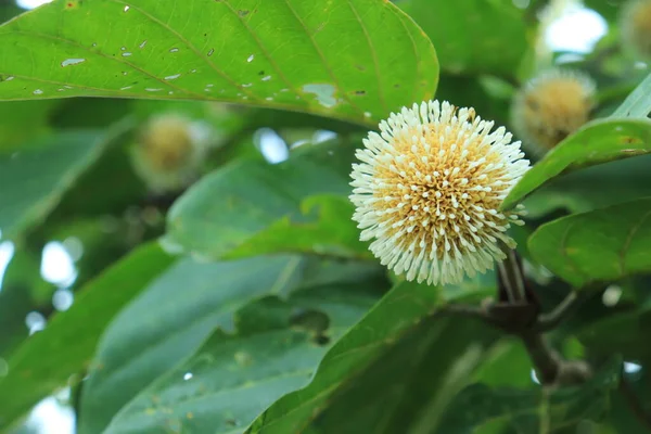 stock image The fruit of the Jabon tree or Neolamarckia cadamba. yellow in shape like a corona virus. grows in South Asia and Indonesia. for a natural and fresh background