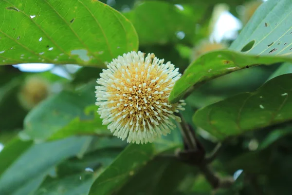 stock image The fruit of the Jabon tree or Neolamarckia cadamba. yellow in shape like a corona virus. grows in South Asia and Indonesia. for a natural and fresh background