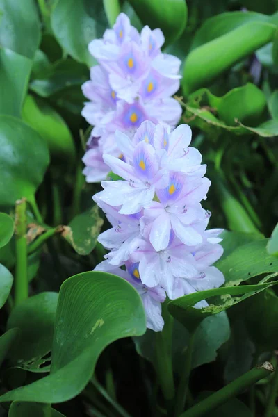 Цветущий Гиацинтовый Цветок Пруду Обоев Фона — стоковое фото