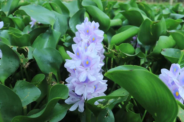 Pełny Kwiat Hiacynt Wody Stawie Tapety Tła — Zdjęcie stockowe
