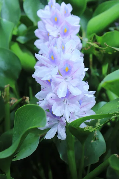 Цветущий Гиацинтовый Цветок Пруду Обоев Фона — стоковое фото