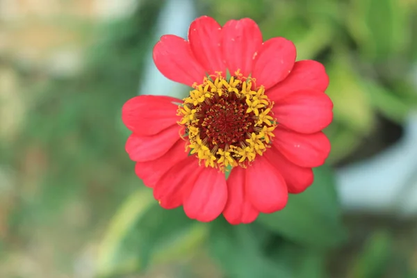 Makro Portret Zdjęcie Czerwonego Kwiatu Zinnia Veruviana Rozkwicie Strzał Góry — Zdjęcie stockowe