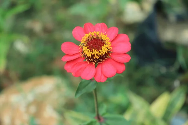 Makro Portret Zdjęcie Różowego Zinnia Veruviana Kwiat Rozkwicie Strzał Góry — Zdjęcie stockowe