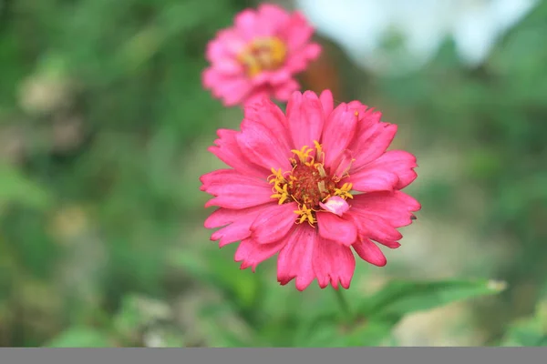 ピンク色の Zinnia Veruviana の花を上から撮影し ぼやけた葉に囲まれたマクロな肖像写真 — ストック写真