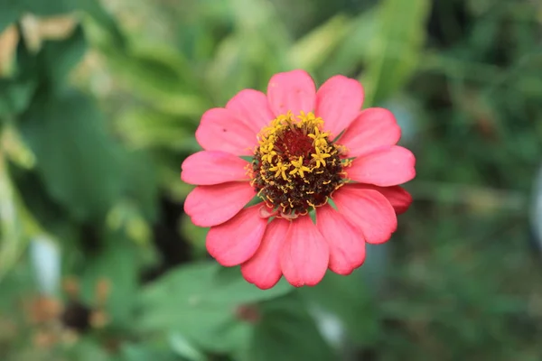 Potret Makro Dari Bunga Merah Muda Zinnia Veruviana Yang Mekar — Stok Foto