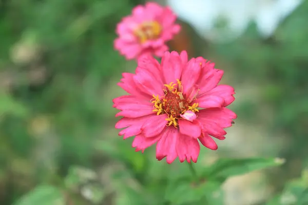 ピンク色の Zinnia Veruviana の花を上から撮影し ぼやけた葉に囲まれたマクロな肖像写真 — ストック写真