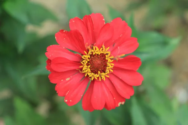 Foto Potret Makro Dari Bunga Merah Zinnia Veruviana Yang Mekar — Stok Foto