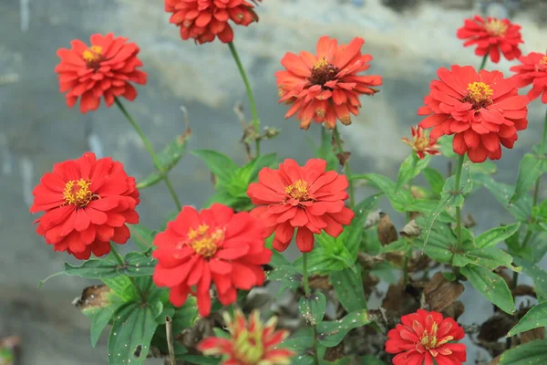 Makro Porträtfoto Einer Blühenden Roten Zinnia Veruviana Blume Aufgenommen Von — Stockfoto