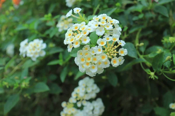 Белые Цветы Lantana Lantana Camara Саду — стоковое фото