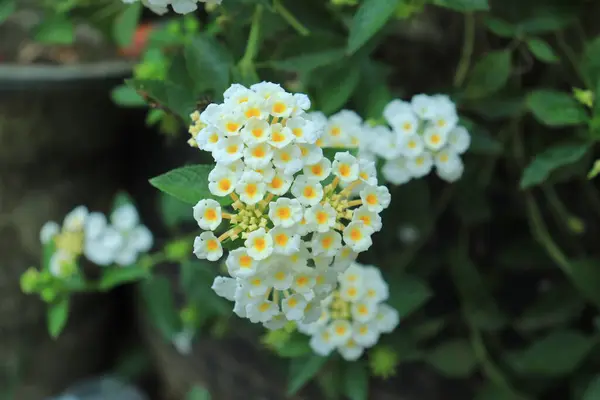 Fehér Lantana Virágok Lantana Camara Kertben — Stock Fotó