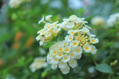 İspanyol Bayrağı (Lantana camara veya Phakakrong) beyaz renklidir. Verbena familyasından bir bitki türü ve kelebeklerin en sevdiği türdür.. 