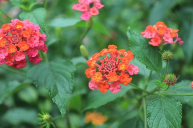 Bahçede kırmızı Lantana çiçekleri (Lantana camara L.) 