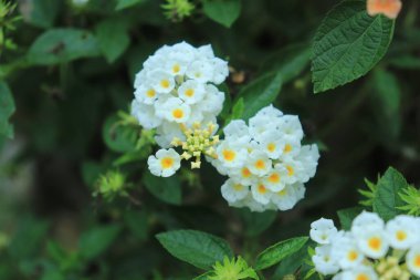 İspanyol Bayrağı (Lantana camara veya Phakakrong) beyaz renklidir. Verbena familyasından bir bitki türü ve kelebeklerin en sevdiği türdür.. 