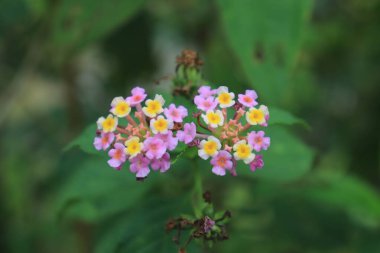 Bahçede pembe Lantana çiçekleri (Lantana camara L.) 
