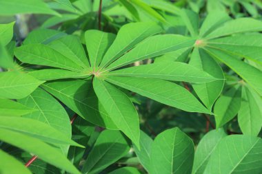 Taze ve Yeşil Cassava Yaprakları. Manihot Utilissima. Daun Singkong. arkaplan ve duvar kağıtları için