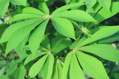 Taze ve Yeşil Cassava Yaprakları. Manihot Utilissima. Daun Singkong. arkaplan ve duvar kağıtları için