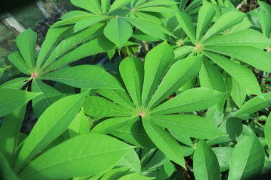 Taze ve Yeşil Cassava Yaprakları. Manihot Utilissima. Daun Singkong. arkaplan ve duvar kağıtları için
