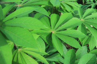 Taze ve Yeşil Cassava Yaprakları. Manihot Utilissima. Daun Singkong. arkaplan ve duvar kağıtları için