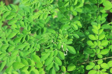 Doğal yeşil Moringa yaprakları bahçede, yeşil arka planda. Moringa, yapraklar (Moringa oleifera Lamk.) Moringa yaprakları arkaplanı