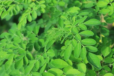 Doğal yeşil Moringa yaprakları bahçede, yeşil arka planda. Moringa, yapraklar (Moringa oleifera Lamk.) Moringa yaprakları arkaplanı