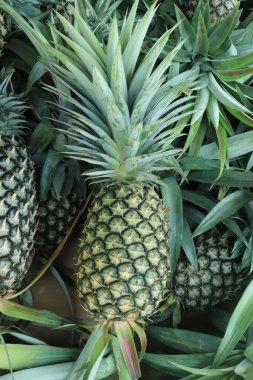 Yeşil yapraklı taze ananas meyveleri. Piyasada satılık ananas tropikal meyvesi.