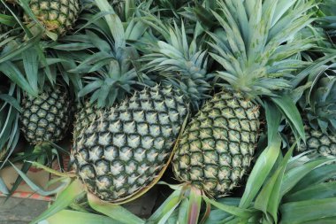 Yeşil yapraklı taze ananas meyveleri. Piyasada satılık ananas tropikal meyvesi.