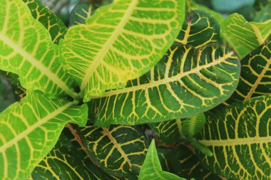 Yeşil ve sarı Croton yaprağı dokusu