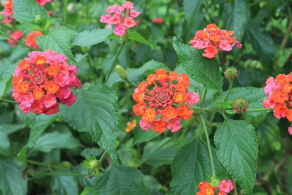 Vörös Lantana Virágok Lantana Camara Kertben — Stock Fotó