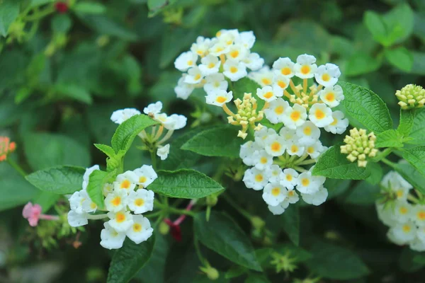 stock image Beautiful of Spanish Flag (Lantana camara or Phakakrong ) with white color. It is a species of flowering plant in the verbena family and it's a favorite species for butterflies. 