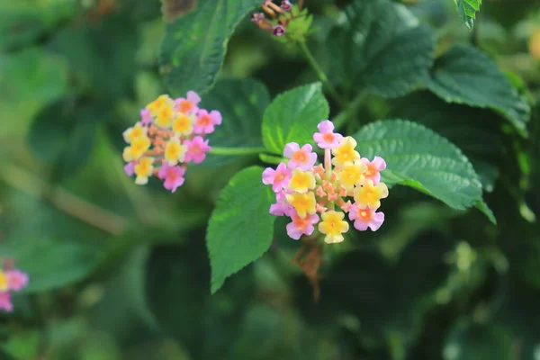 Rózsaszín Lantana Virágok Lantana Camara Kertben — Stock Fotó