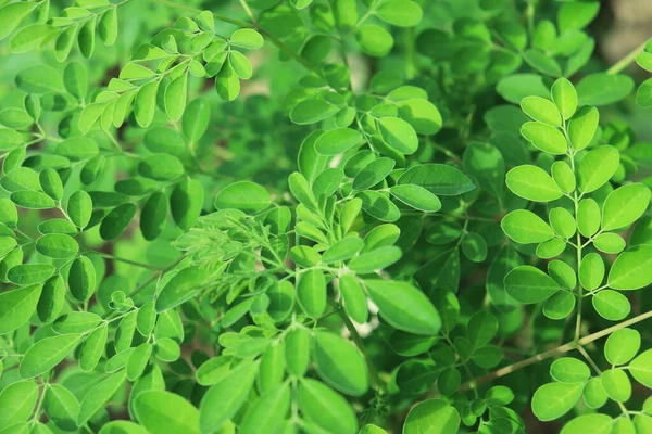 Doğal yeşil Moringa yaprakları bahçede, yeşil arka planda. Moringa, yapraklar (Moringa oleifera Lamk.) Moringa yaprakları arkaplanı