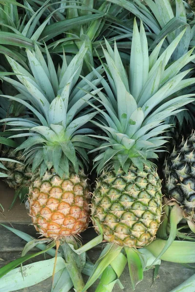 Yeşil yapraklı taze ananas meyveleri. Piyasada satılık ananas tropikal meyvesi.