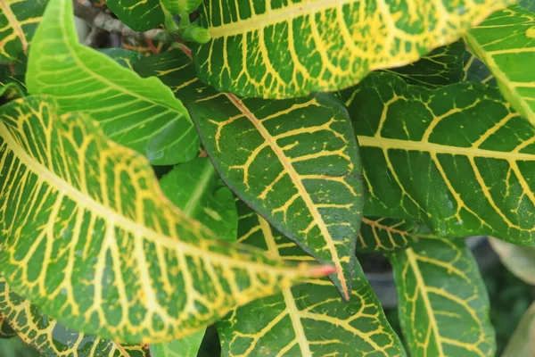 stock image Texture of Green and yellow Croton leaf