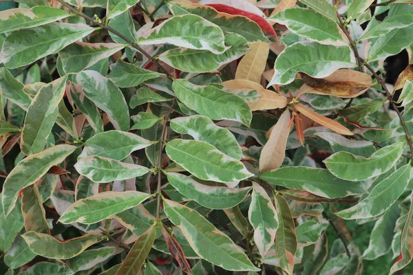 Sambang Dara Растение Листья Уникальным Рисунком Декоративное Растение Sambang Dara — стоковое фото