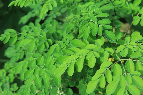 Природний Зелений Морінга Листя Саду Зелений Фон Moringa Leaves Moringa Стокове Фото