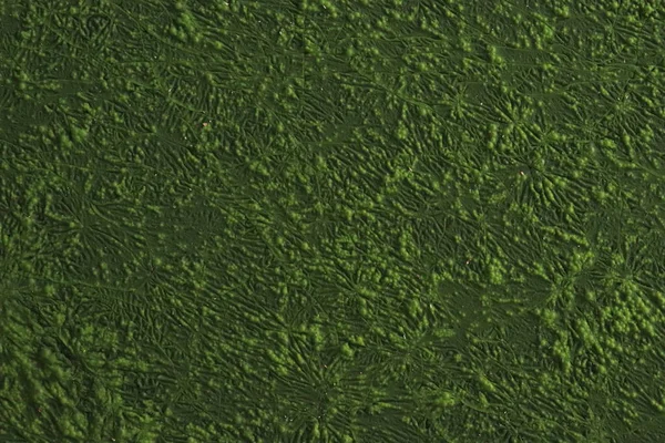 Virágzó Kék Zöld Algák Cianobaktériumok Vízszennyezés Folyók Tavak Káros Alga — Stock Fotó