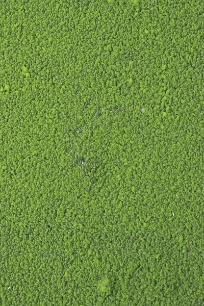 Цветущие Сине Зеленые Водоросли Цианобактерии Загрязнение Воды Рек Озер Вредными — стоковое фото