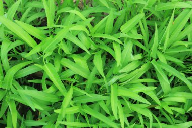 Yeşil su ıspanak bitkileri sebze bahçesinde yetişiyor. Güneydoğu Asya 'da sebze.