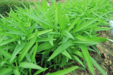 Yeşil su ıspanak bitkileri sebze bahçesinde yetişiyor. Güneydoğu Asya 'da sebze.