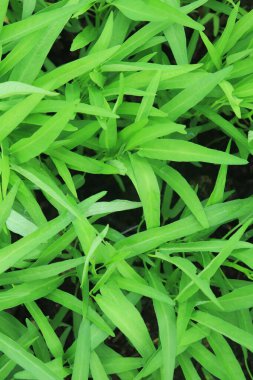 Yeşil su ıspanak bitkileri sebze bahçesinde yetişiyor. Güneydoğu Asya 'da sebze.