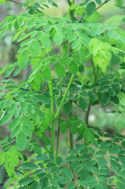 Moringa ağaç yaprağı arka planı. Sağlık ve diyet programları için