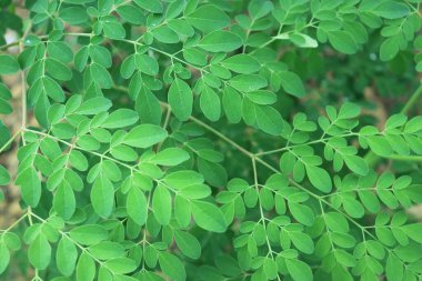 Moringa ağaç yaprağı arka planı. Sağlık ve diyet programları için