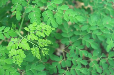 Moringa ağaç yaprağı arka planı. Sağlık ve diyet programları için