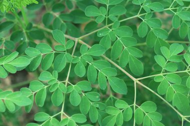 Moringa ağaç yaprağı arka planı. Sağlık ve diyet programları için