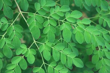 Moringa ağaç yaprağı arka planı. Sağlık ve diyet programları için