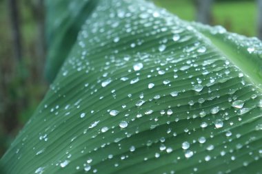 su damlaları yeşil muz yaprakları üzerinde